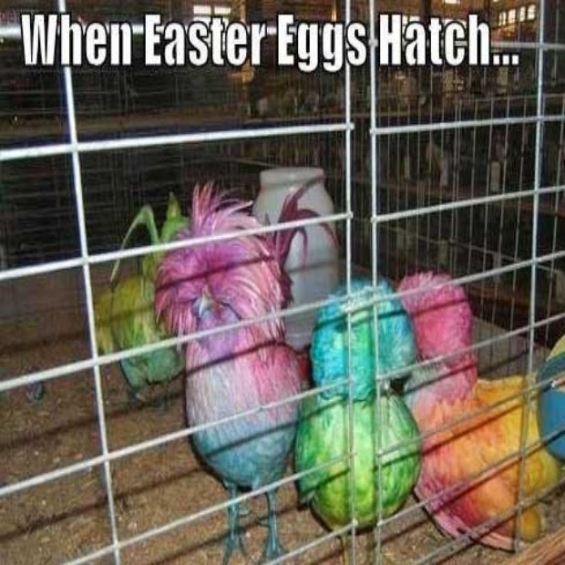 funny easter memes easter memes