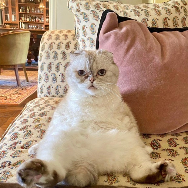 Taylor Swift's cat Olivia Benson Swift