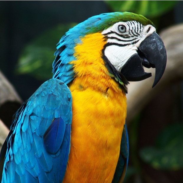 parrot bird meanings