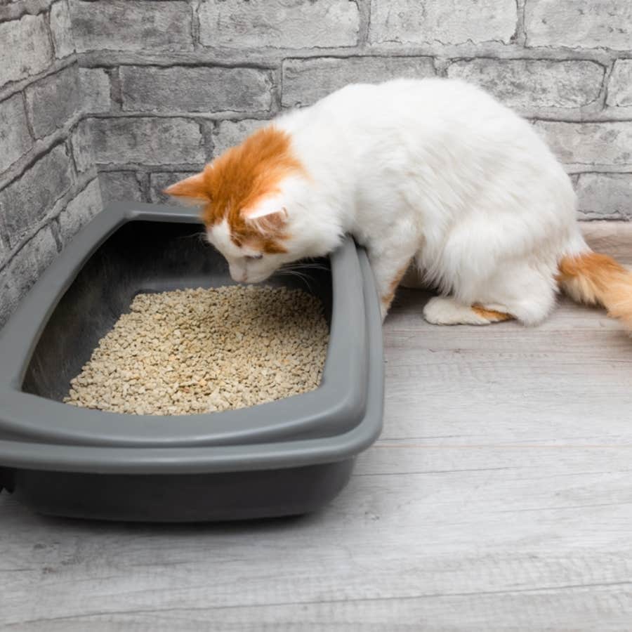 Man Calls Girlfriend 'Revolting' After She Used Their Cat's Litter Box When He Took Too Long In The Bathroom