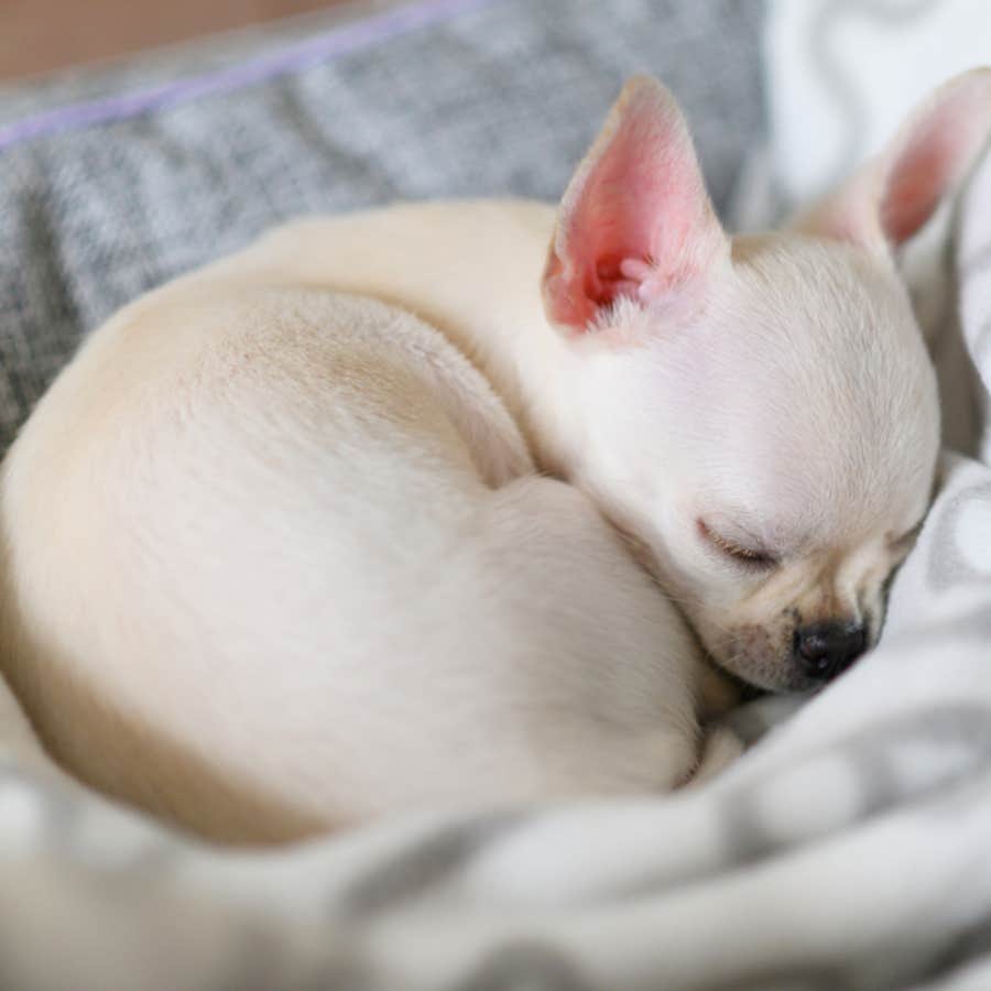 what your dog's sleeping position says about their personality