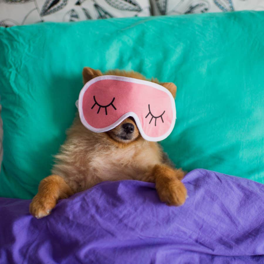 what your dog's sleeping position says about their personality