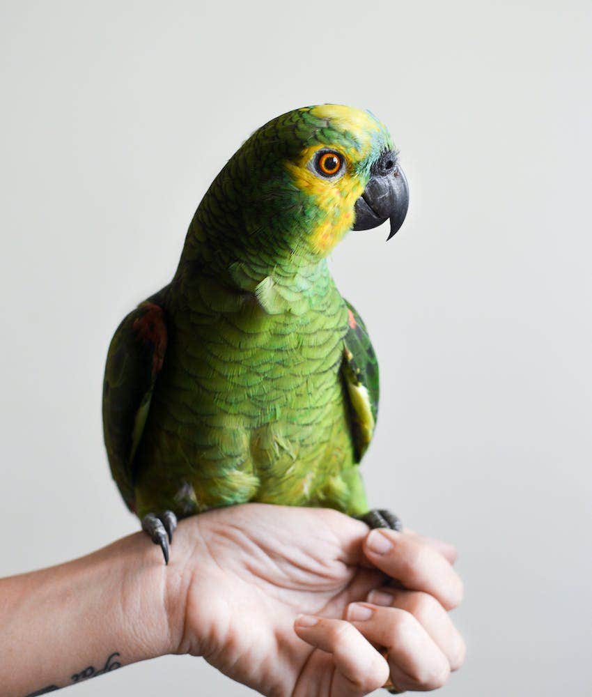 The Righteous Reason Some Bird Names Are Changing