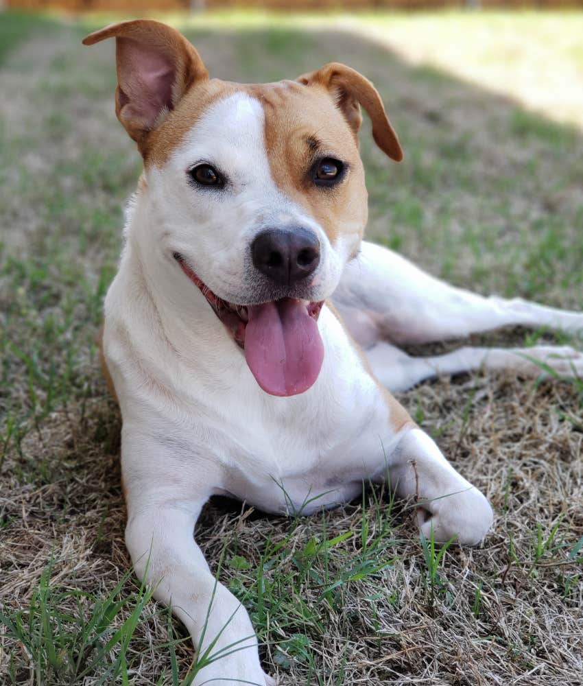 Animal Shelter Designs A Valentine's Day Doggie Bag To Let Your Ex Know How You Really Feel