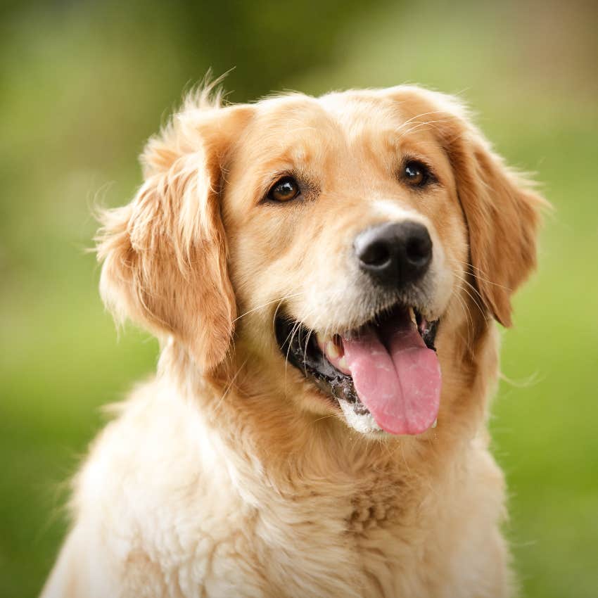 A California Town's Local Government Is Run Entirely By Dogs